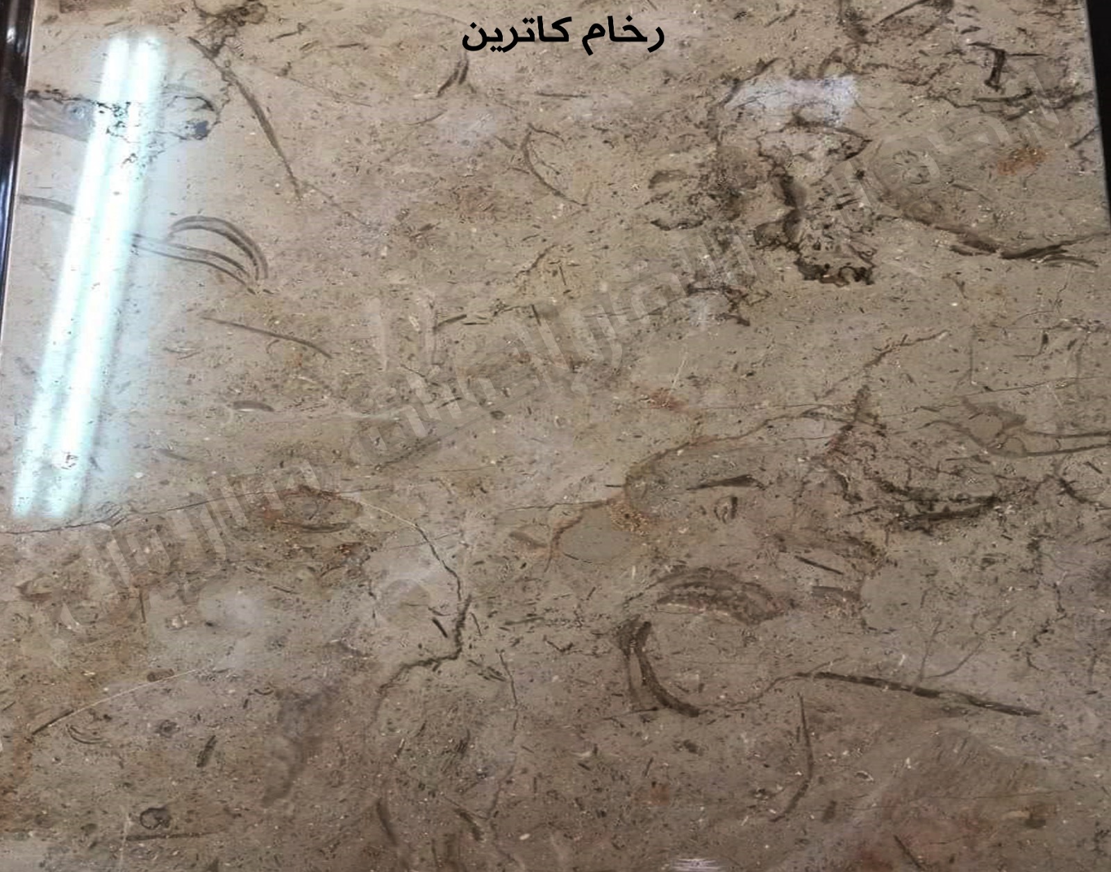 WhatsApp Image 2026-03-13 at 7.32.55 PM